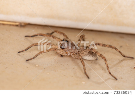 Adult Wolf Spider 73286054