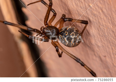 Adult Brown Widow 73286055