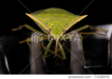 Green Stink Bug 73286070