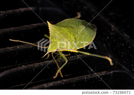 Green Stink Bug 73286071