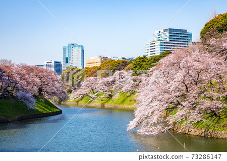 Chidorigafuchi in spring when cherry blossoms bloom Chidorigafuchi in spring when cherry blossoms bloom 73286147