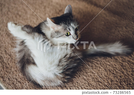 Grey striped cat washing itself by lick. 73286565