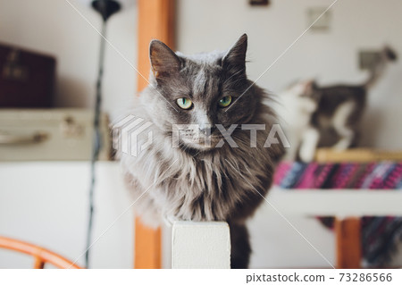 A Ragdoll cat sitting on the edge of a sofa. A Ragdoll cat sitting on the edge of a sofa. 73286566