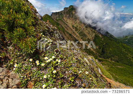 八嶽山脈，赤嶽山脊線和A岳上的高山植物 73286571