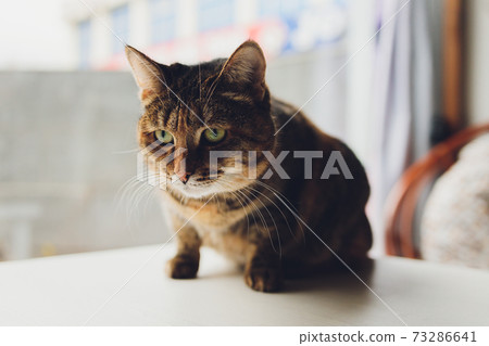 Tricolor striped cat sitting climbed on the table. 73286641