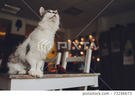 Close up view of a white grey Himalayan cat face facing camera in a daily home setting. 73286673