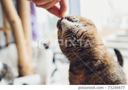 tabby cat is standing and licking the food which human is fedding. 73286677