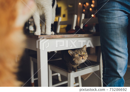 Beautiful bicolor stripes cat with yellow eyes Scottish Fold. 73286692