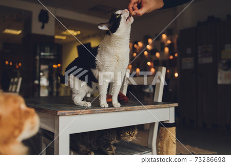 tabby cat is standing and licking the food which human is fedding. 73286698