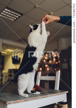 tabby cat is standing and licking the food which human is fedding. tabby cat is standing and licking the food which human is fedding. 73286703