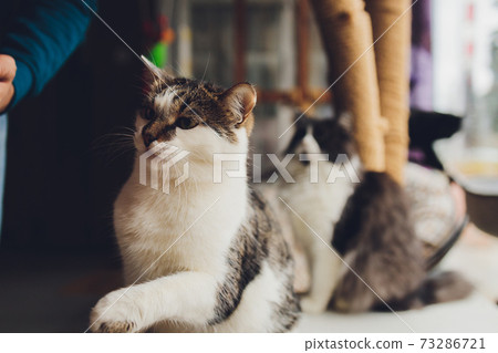 Portrait of small tricolor kitten of a cat. 73286721