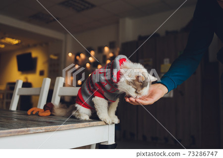 tabby cat is standing and licking the food which human is fedding. tabby cat is standing and licking the food which human is fedding. 73286747