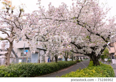 沃拉比市南町櫻南木長廊上的小松乙女 沃拉比市南町櫻南木長廊上的小松乙女 73286902