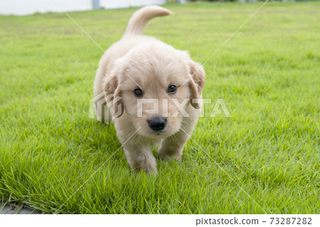 The Golden Retriever dog walking on the grass in the yard The Golden Retriever dog walking on the grass in the yard 73287282