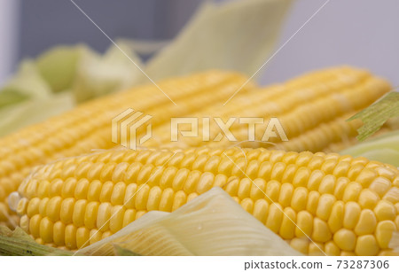 Fresh raw maize with peeled. Corn and cob grain useful. Fresh raw maize with peeled. Corn and cob grain useful. 73287306