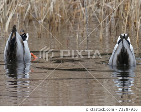 Mallard deciding a jackknife with two birds Mallard deciding a jackknife with two birds 73287916