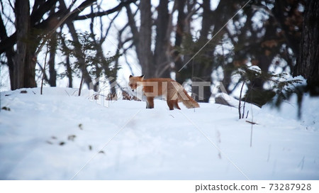 Kita fox in the snow Kita fox in the snow 73287928