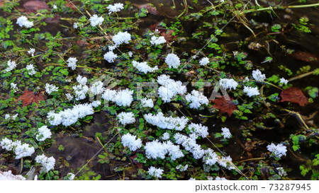 Frost flower of Karuizawa Shiraito Falls in midwinter 73287945