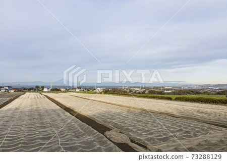 Winter of cabbage field and radish field, which is a specialty of Miura City, Kanagawa Prefecture, on the Shonan Miura Peninsula Winter of cabbage field and radish field, which is a specialty of Miura City, Kanagawa Prefecture, on the Shonan Miura Peninsula 73288129