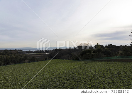 Winter of cabbage field and radish field, which is a specialty of Miura City, Kanagawa Prefecture, on the Shonan Miura Peninsula Winter of cabbage field and radish field, which is a specialty of Miura City, Kanagawa Prefecture, on the Shonan Miura Peninsula 73288142