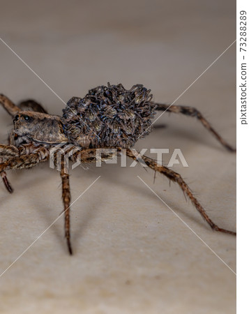 Wolf spider carrying the young Wolf spider carrying the young 73288289