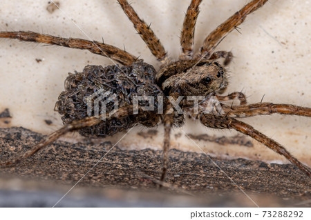 Wolf spider carrying the young Wolf spider carrying the young 73288292