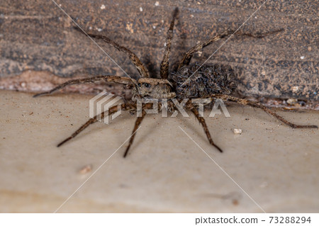 Wolf spider carrying the young Wolf spider carrying the young 73288294