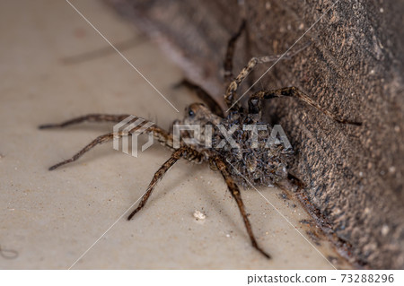 Wolf spider carrying the young Wolf spider carrying the young 73288296
