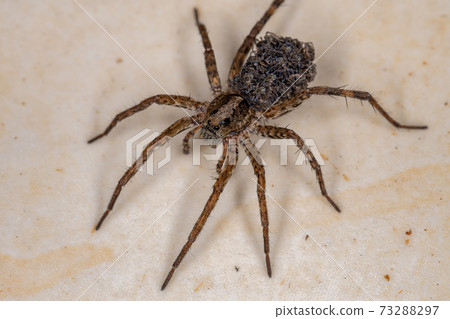 Wolf spider carrying the young 73288297