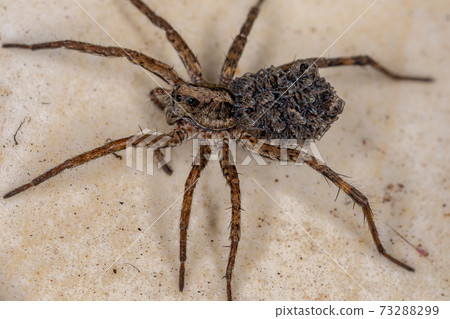 Wolf spider carrying the young 73288299
