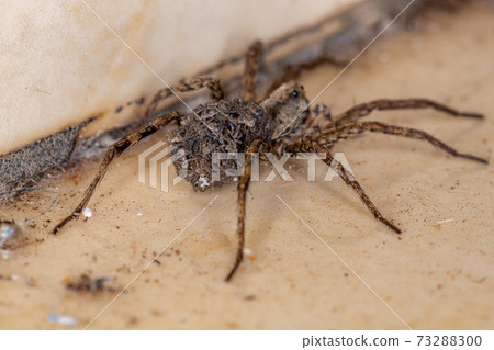 Wolf spider carrying the young Wolf spider carrying the young 73288300