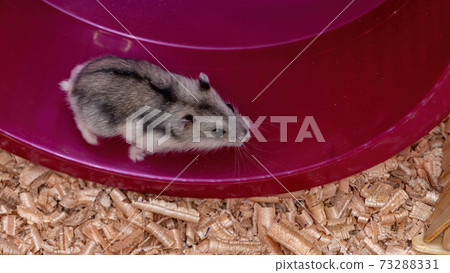 Campbell's dwarf hamster Campbell's dwarf hamster 73288331