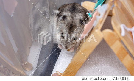 Campbell's dwarf hamster Campbell's dwarf hamster 73288333