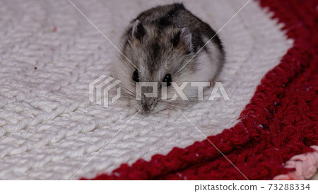 Campbell's dwarf hamster Campbell's dwarf hamster 73288334