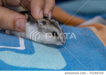 Campbell's dwarf hamster Campbell's dwarf hamster 73288339