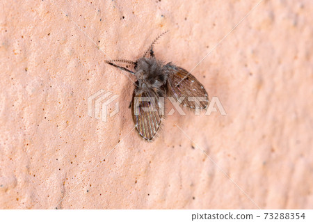 Bathroom Moth Midge 73288354