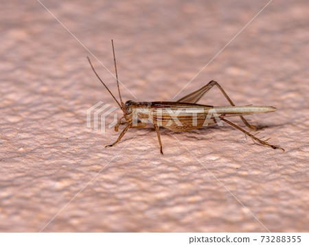 Brown Ground Cricket Brown Ground Cricket 73288355