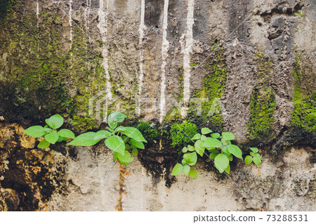 Texture of old concrete grunge wall background. 73288531