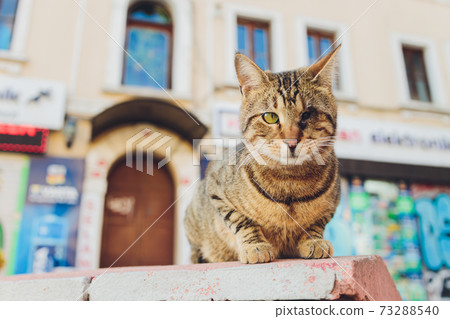 adopted a cat who is blind in one eye. adopted a cat who is blind in one eye. 73288540