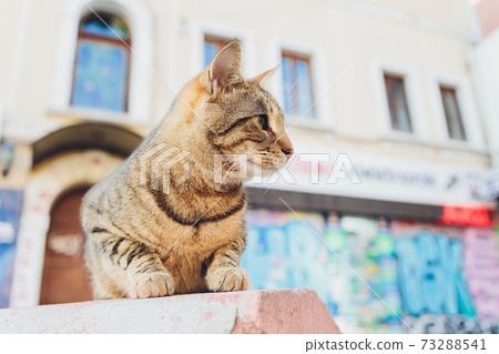 adopted a cat who is blind in one eye. adopted a cat who is blind in one eye. 73288541