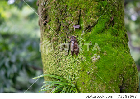 Brown cicada perching on a mossy tree trunk Brown cicada perching on a mossy tree trunk 73288668