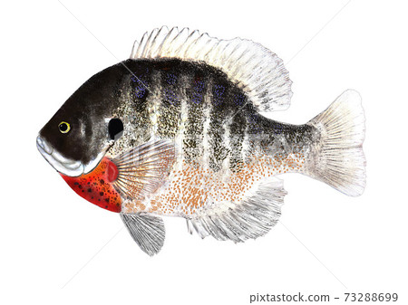 Blue Gill 73288699