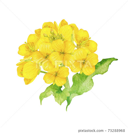 油菜阿布拉納春天水彩插圖 73288968