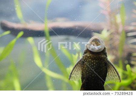 Pleco mouth sticking to the glass 73289428