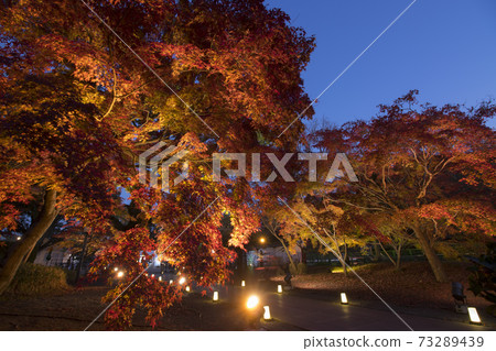 細川監獄花園秋葉的夜景 細川監獄花園秋葉的夜景 73289439