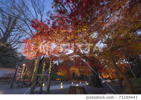 細川監獄花園秋葉的夜景 73289441