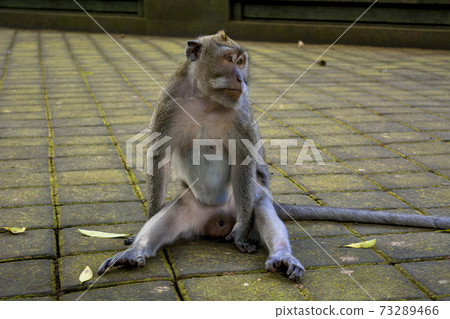 Ubud Monkey Forest 73289466