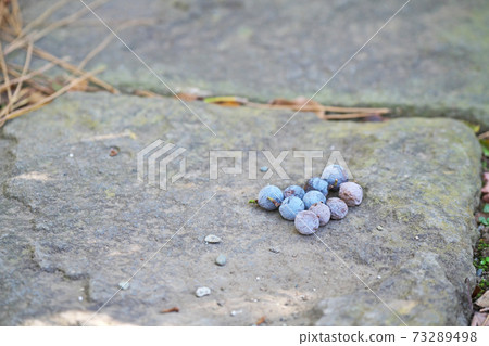 Fallen fruit of nagi Fallen fruit of nagi 73289498