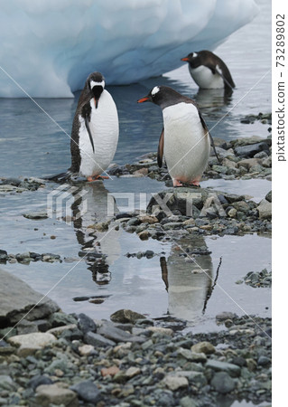 Gentoo penguin Gentoo penguin 73289802