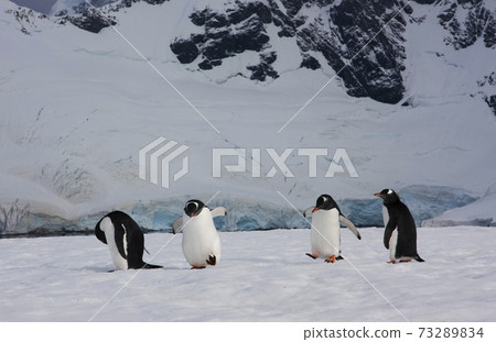 Gentoo penguin Gentoo penguin 73289834